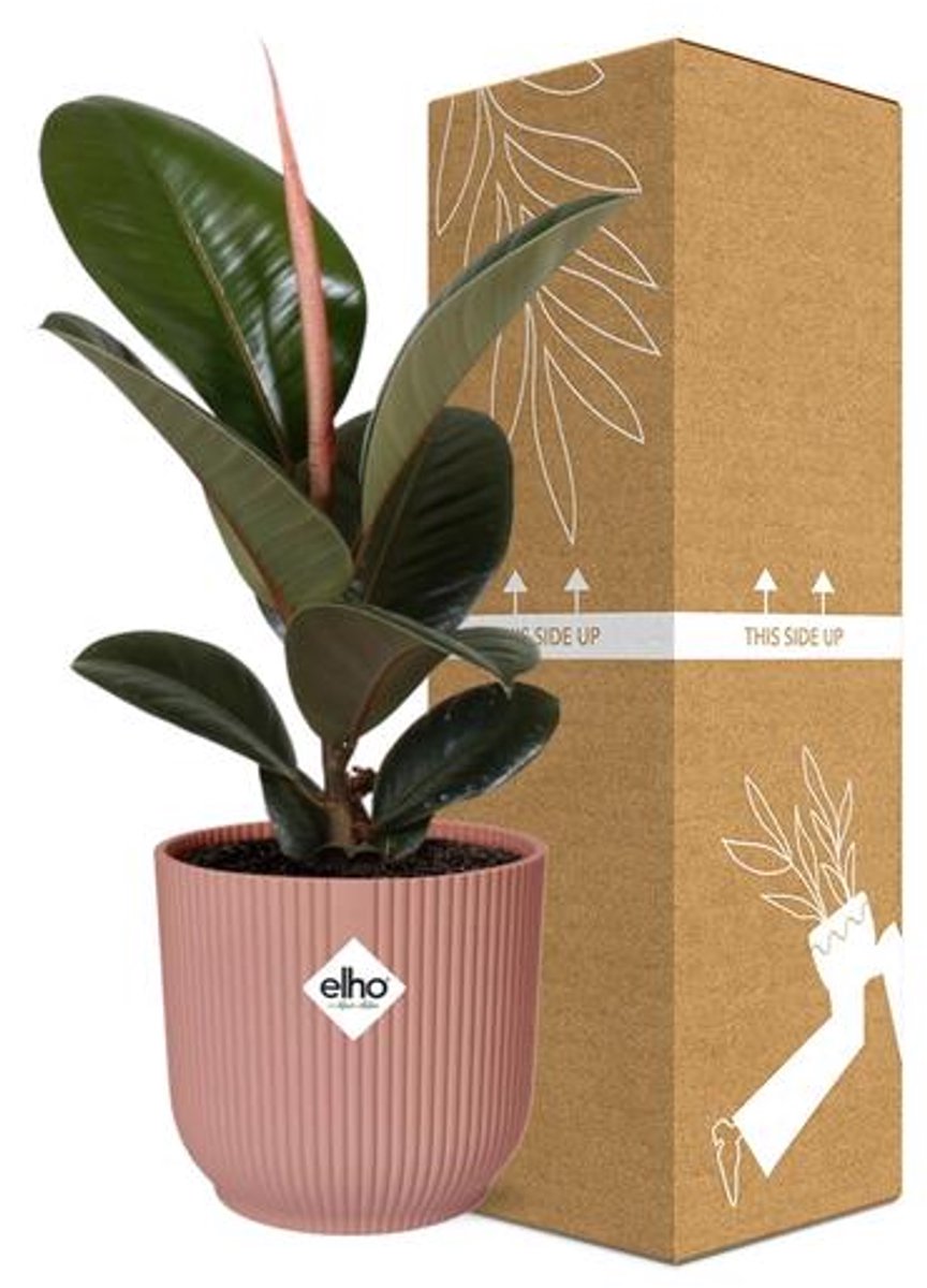 Ficus Elastica ‘Robusta’ in ELHO Vibes Fold 14cm roze