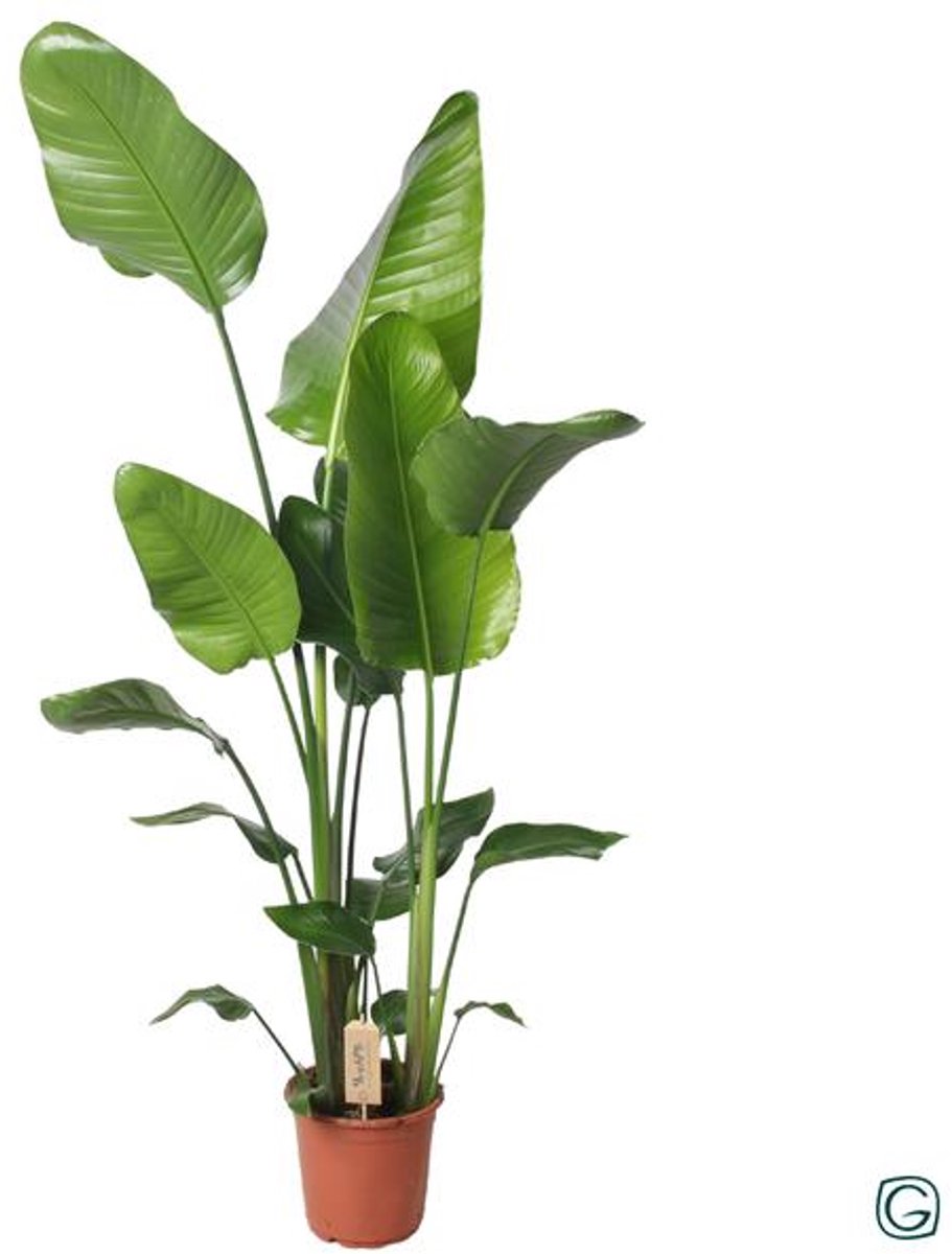 Strelitzia Nicolai (Paradijsvogelplant) 130cm - Ø21cm - 130cm