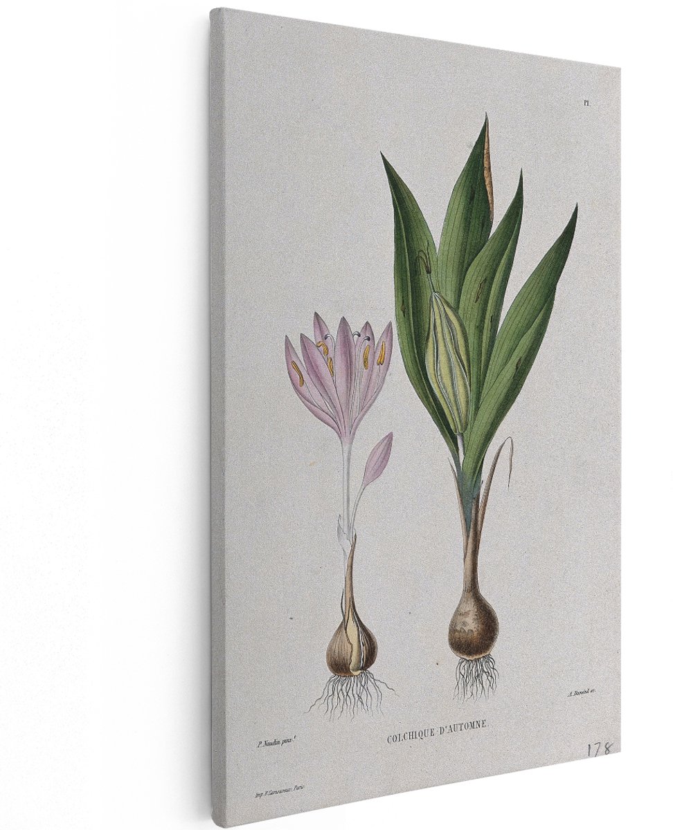 Artaza Canvas Schilderij Herfstkrokus - 120x180 cm - Groot - Wanddecoratie Bloemen - Muurdecoratie Vintage - Botanische Schilderijen Op Canvas
