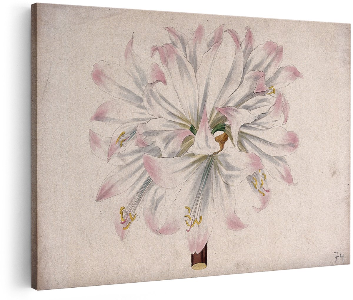 Artaza Canvas Schilderij Amaryllis - 150x100 cm - Groot - Wanddecoratie Bloemen - Muurdecoratie Vintage - Decoratie Woonkamer - Roze