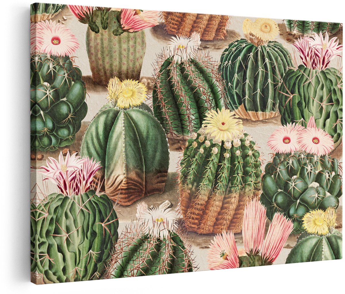 Artaza Canvas Schilderij Cactus - 150x100 cm - Groot - Wanddecoratie Bloeiende Cactussen - Muurdecoratie Vintage Botanisch - Decoratie Natuur Schilderij