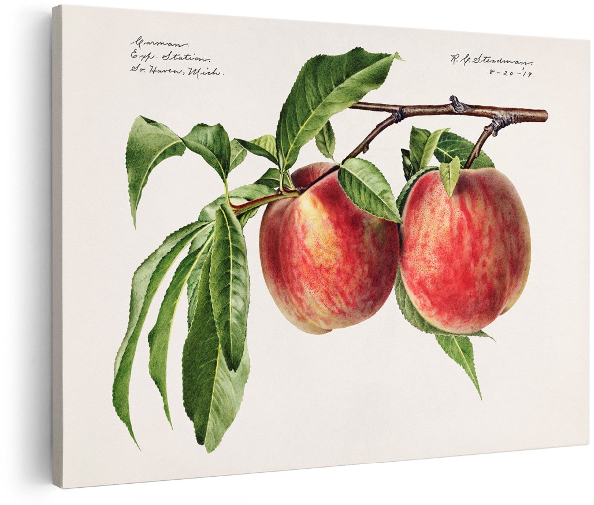 Artaza Canvas Schilderij Perziken - 150x100 cm - Groot - Wanddecoratie Fruit - Muurdecoratie Vintage - Botanische Schilderijen Op Canvas