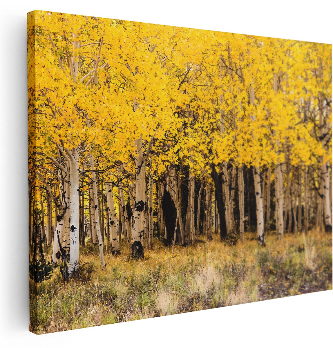 Artaza Canvas Schilderij Berkenbos - 160x120 cm - Groot - Wanddecoratie Bomen - Muurdecoratie Herfst Natuur - Schilderijen Op Canvas - Goud