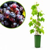 Vitis vinifera Heike - druivenstruik - rode pitloze druif - zoete vruchten - hoogte 60 cm - potmaat Ø11 cm