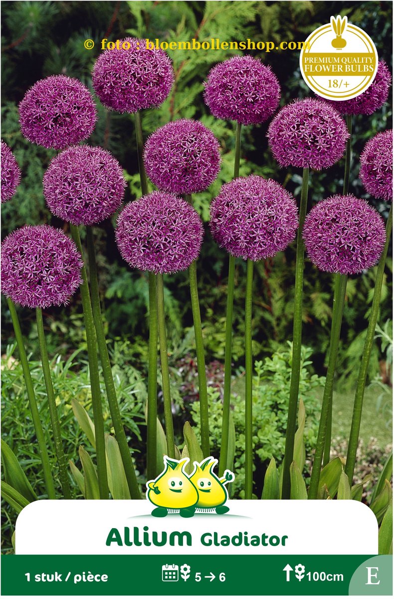 2 Zakjes Allium Gladiator maat 20/+