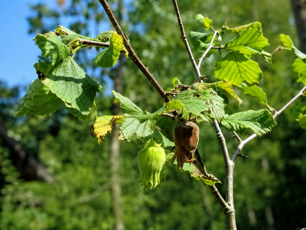 Hazelaar 'Hallesche Riesen' - Corylus 'Hallesche Riesen' ( 'bollwiller') | maat 80-100 C7,5