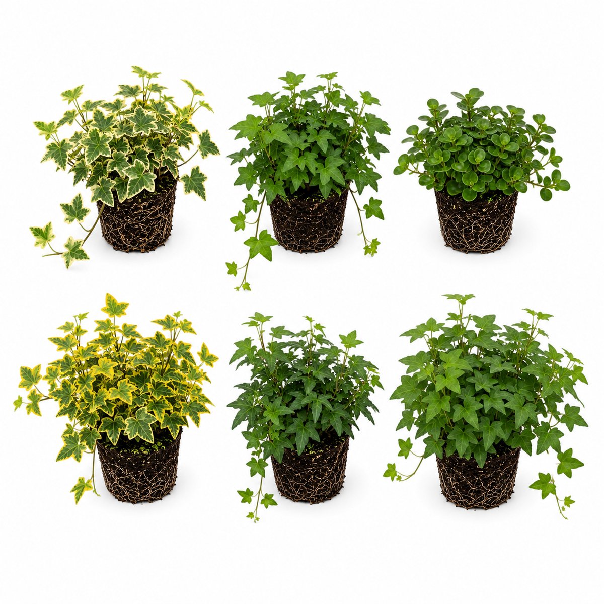 vdvelde.com - Hedera Klimop Gemengd 6 Stuks P12 - Bodembedekker Vijverrand Rotsrand - Schaduwplant Winterhard - Klimop Vaste Plant Tuin Border