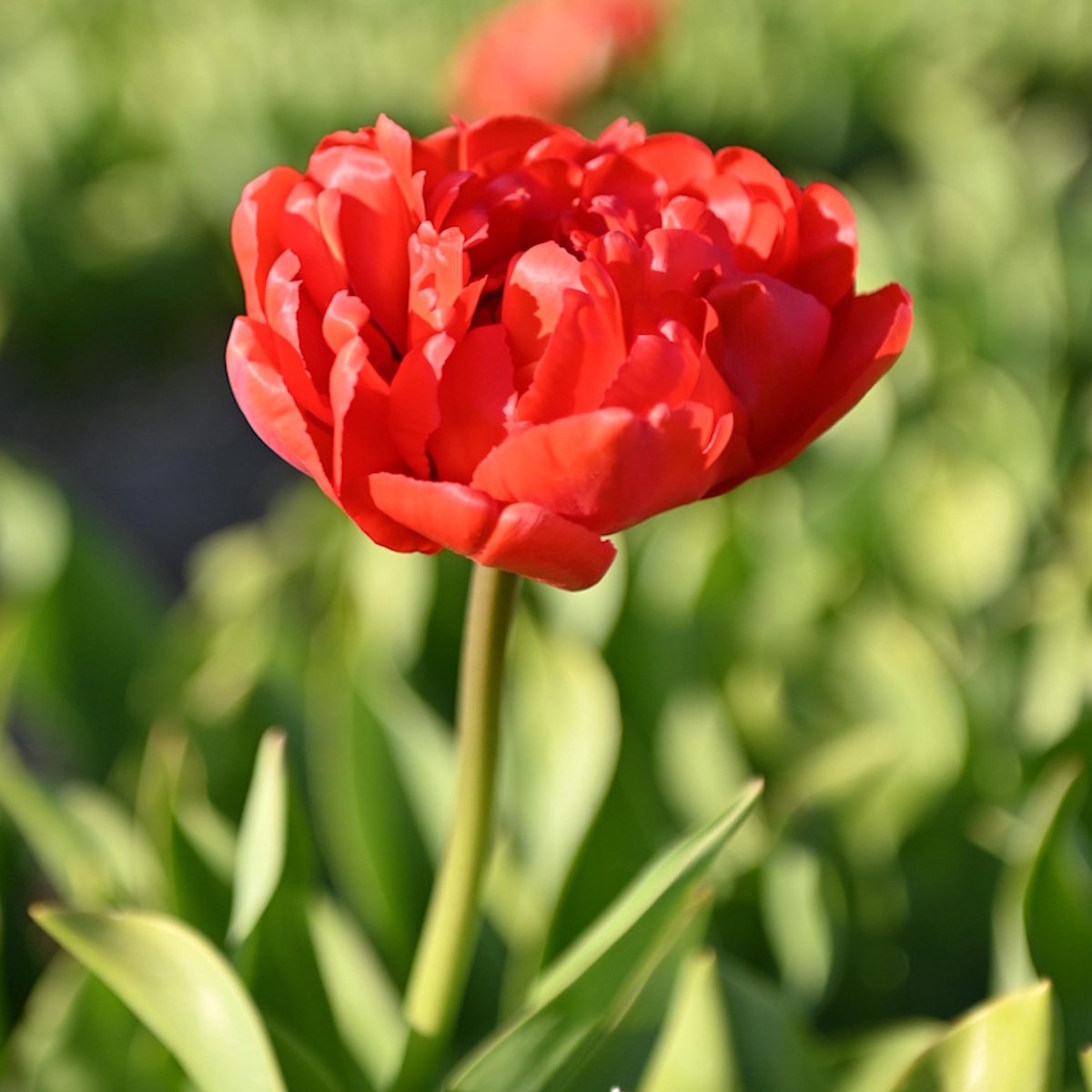 InVolleBloei Tulpenbollen Miranda – 30 stuks – Rode Dubbele Tulpen – Voorjaarsbloemen – Bloembollen najaar planten