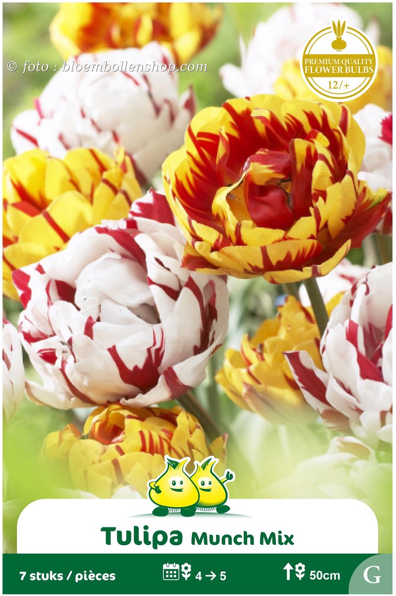 2 Zakjes Dubbele Tulpen Carnaval de Nice Golden maat 12/+