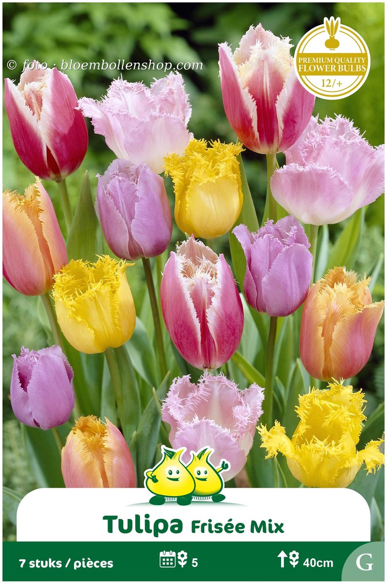2 Zakjes Gefranjerd Tulpen Mix maat 12/+