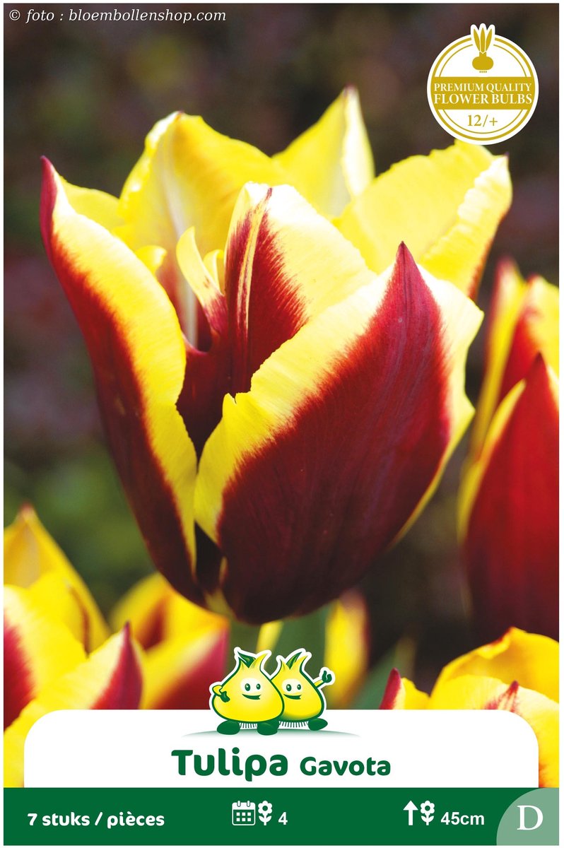 2 Zakjes Triumph Tulpen Gavota maat 12/+