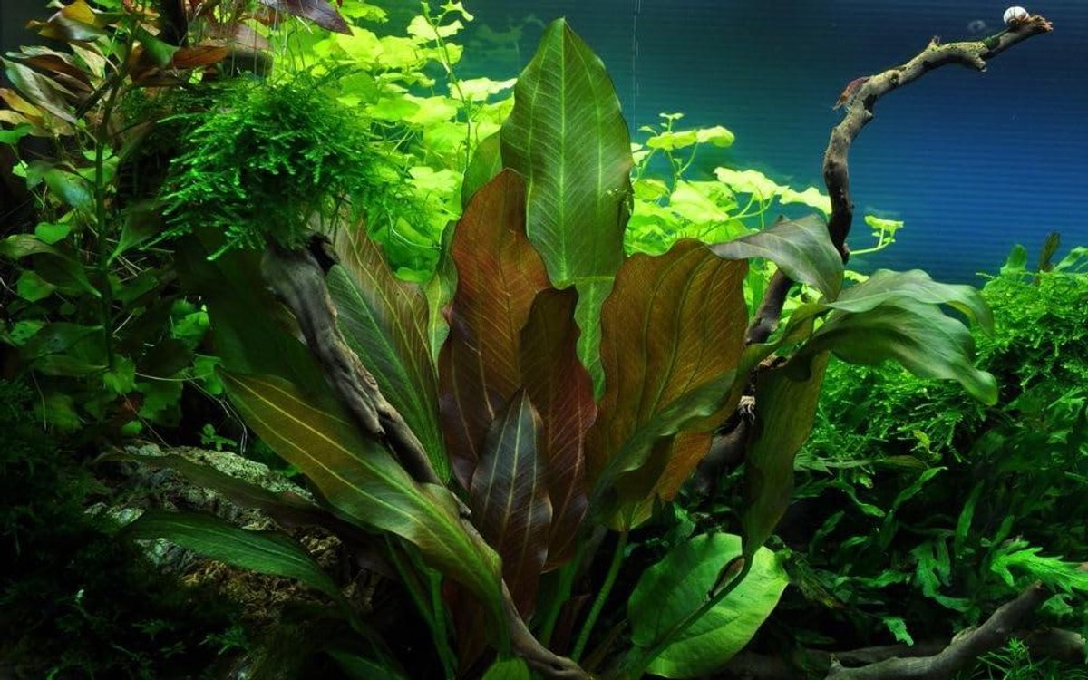 Aquariumplant Echinodorus Reni - Waterplant Rozetplant - Aquascaping Decoratie - Volledig Geworteld - 15-30 cm hoog - Roodpaars