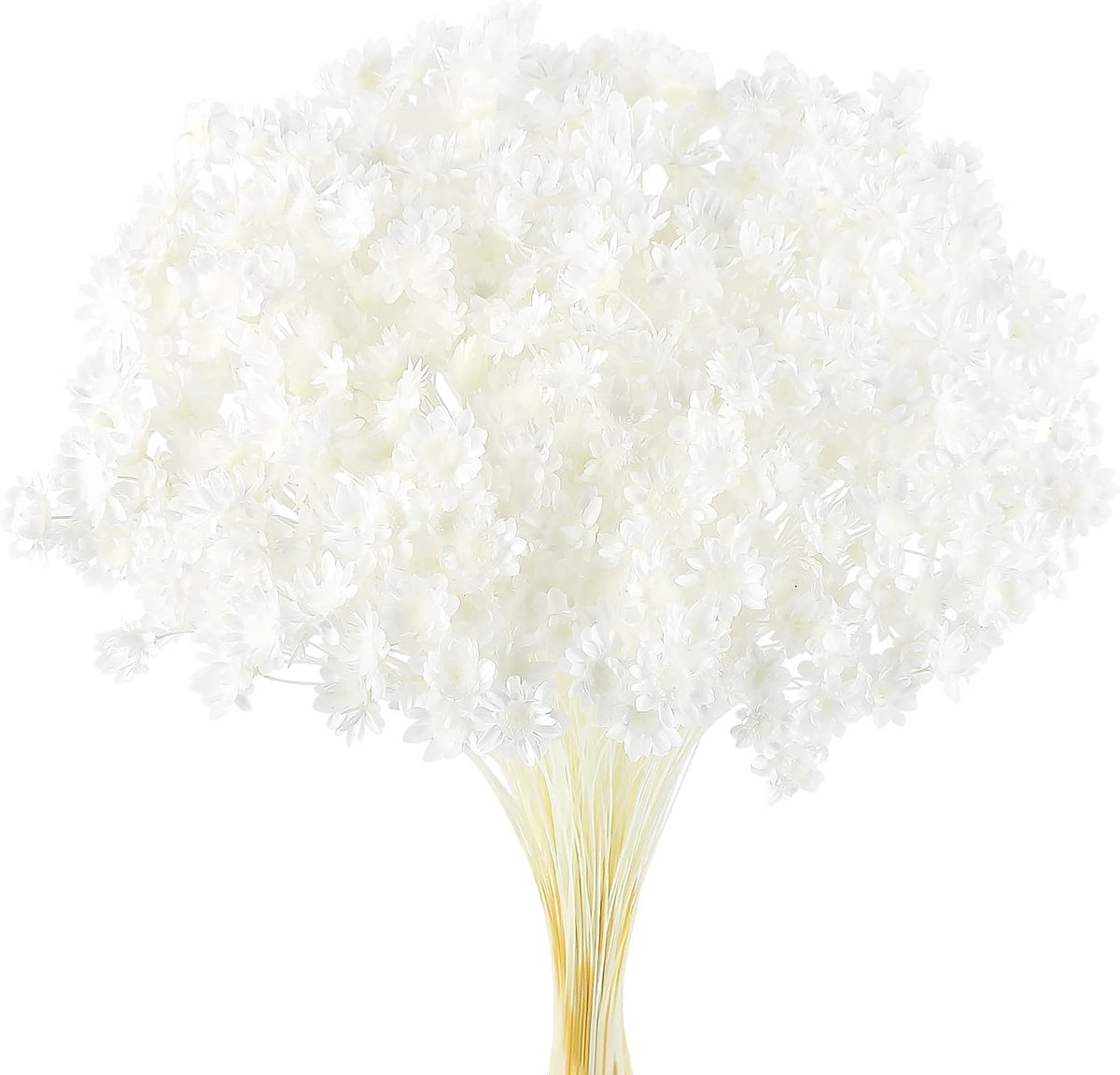 Gedroogde bloemstelen, droogbloem, madeliefjes, gedroogde bloem, Braziliaanse witte mini-gedroogde bloemen, boeket, natuurlijke droogbloemen, decoratie, rekwisieten, decoratie