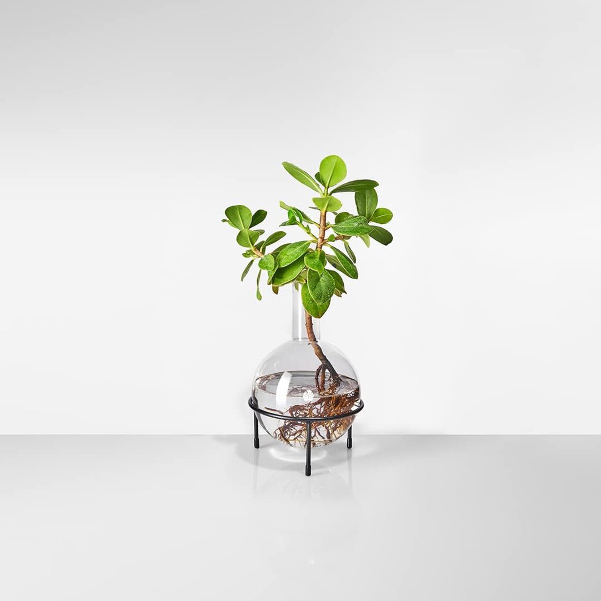 Home Bloempot van glas, maat M met elegante driepoot, buitengewoon voor planten in hydrocultuur