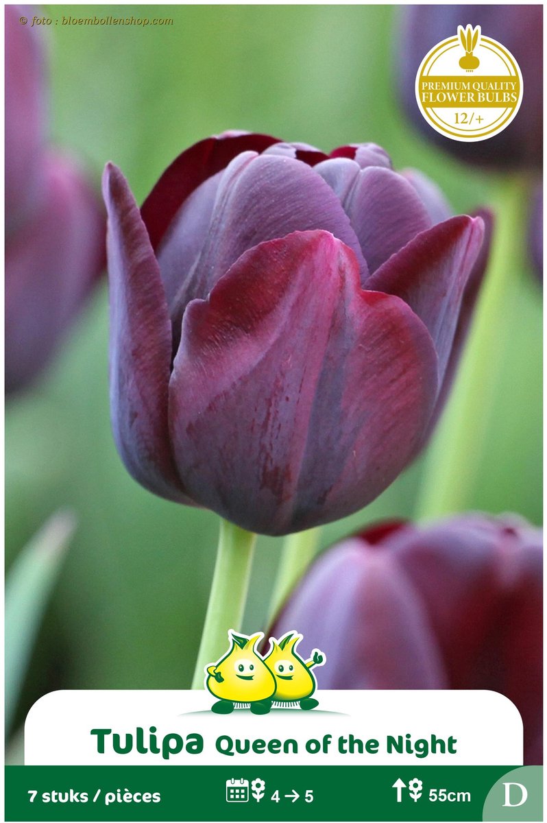 2 Zakjes Late Tulpen Queen of Night maat 12/+