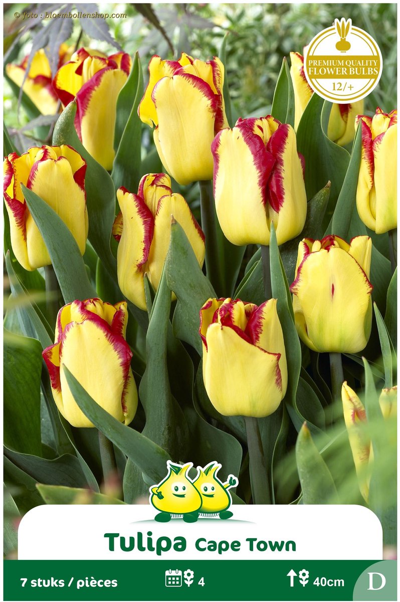 2 Zakjes Triumph Tulpen Cape Town maat 12/+
