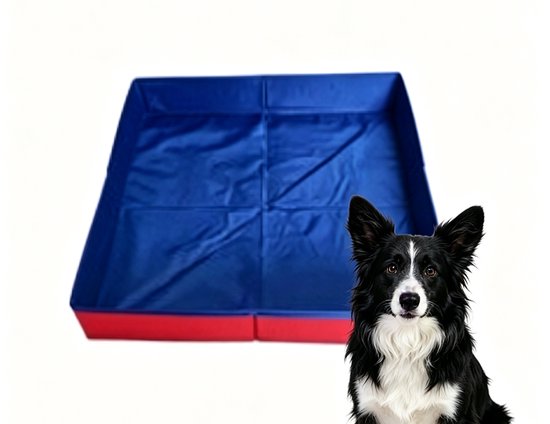 Piscine pliable pour animaux de compagnie, bleue avec bordure rouge, à côté d'un border collie.