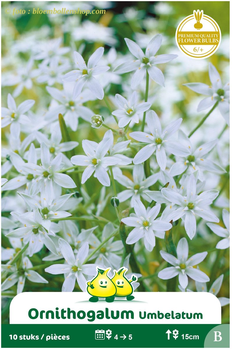 4 Zakjes Ornithogalum Umbelatum maat 6/+