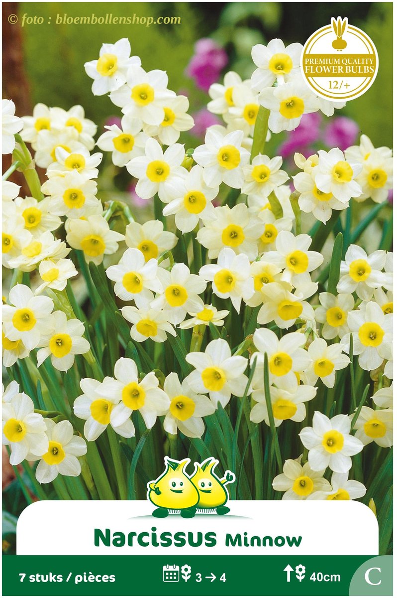 3 Zakjes Botanische Narcis Minnow maat 12/+
