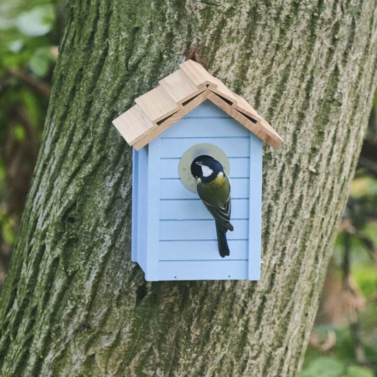 CJ Wildlife Nestkast voor Pimpelmees & Koolmees - Beach - Nestkastje - Houten Vogelhuisje - Lichtblauw