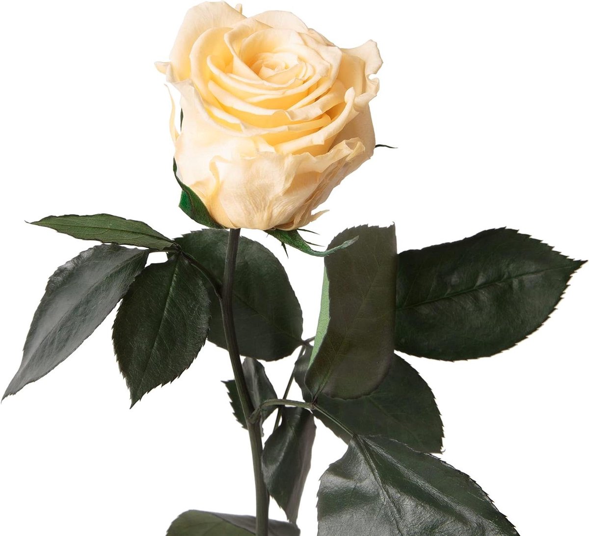 Eeuwige Roos Beige - Gedroogde Roos Conserveerde Bloem - Woondecoratie - Echte Roos Tot 3 Jaar Houdbaar - 30-35 cm