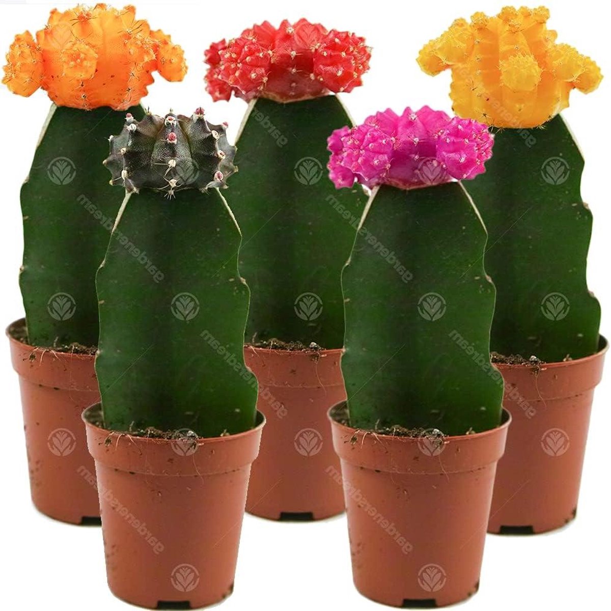 Cactus Disco Assortment - Grafted Cactus - Kamerplant Verfraaien - Kleurrijke Bovenkant - 5 stuks - Rood Geel Oranje