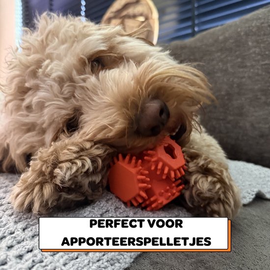 Labbetje kauwt op een oranje, zeshoekig hondenspeeltje, perfect voor apporteerspelletjes.