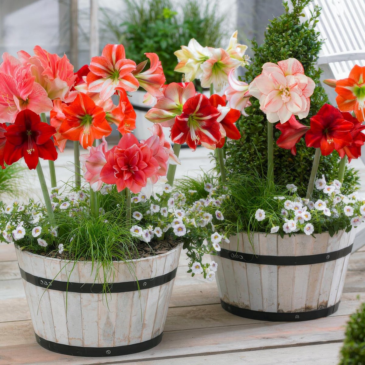 Amaryllis Bol - Surprise Collection - 10 stuks - Bloembollen - Meerkleurig - Bloem bollen