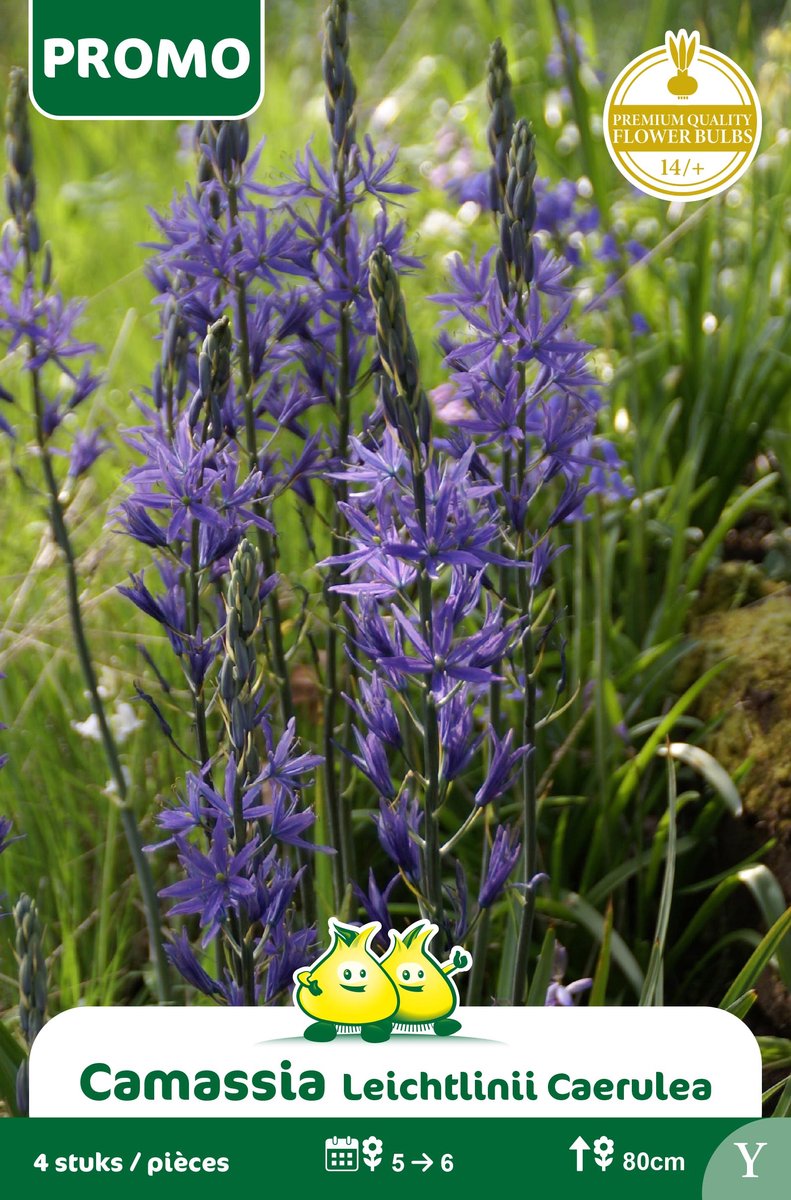1 Zakje Promoverpakking Camassia 4 stuks maat 14/+
