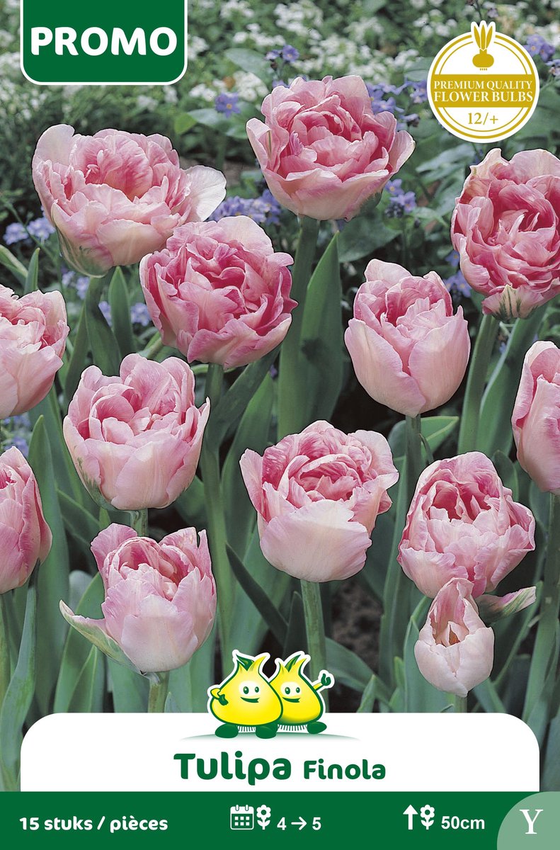 1 Zakje Promoverpakking Tulp Angelique 15 stuks maat 12/+