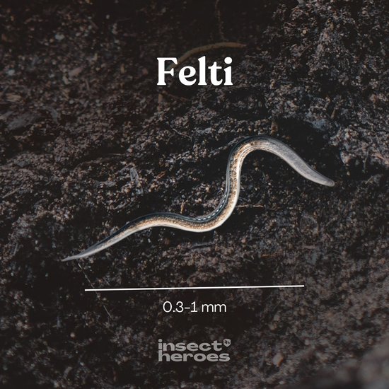 Een Felti aaltje van 0.3-1 mm in donkere aarde.