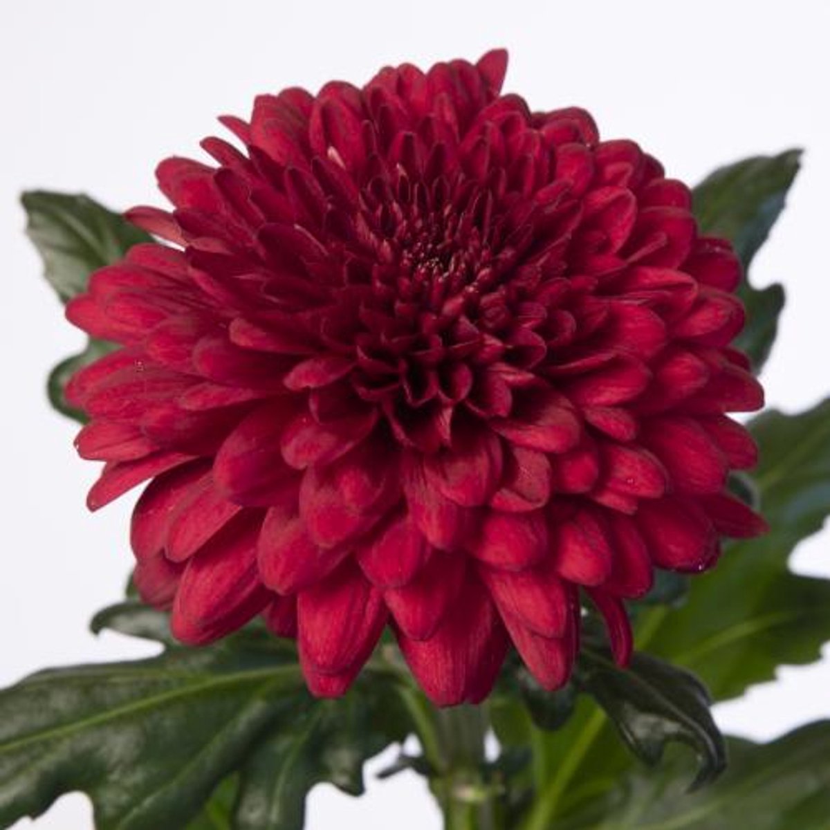 10x Chrysant lamira red g 70cm