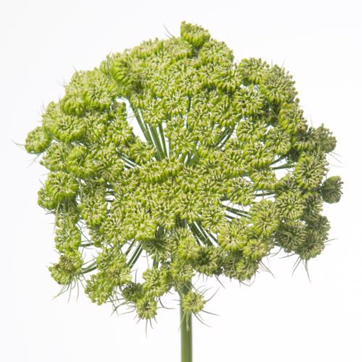 25x Ammi green mist 70cm