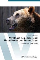 Myologie des Ober- und Unterarmes des Braunbären
