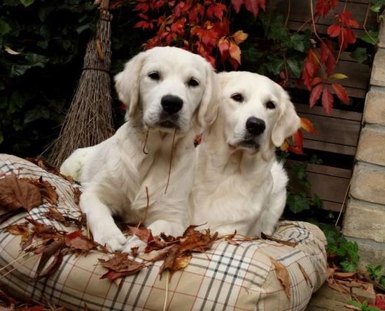 Dog's Companion - Hondenbed Country Field - XS - 55 x 45 cm