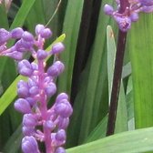 Liriope muscari 'Big Blue' - Leliegras