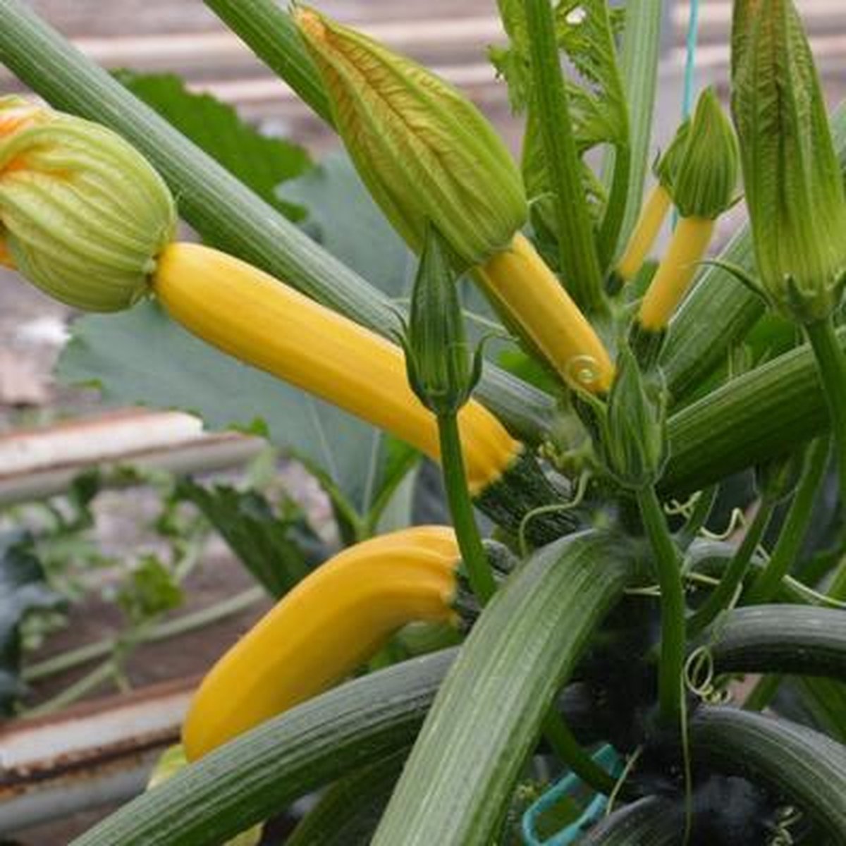 Courgette planten geel 3 planten zelf kweken in je (moes)tuin