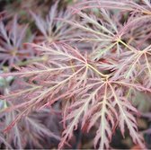 Acer Palmatum 'Ornatum' - Japanse esdoorn 40-50 cm pot - Ornatum Japanse Esdoorn voor Sierlijke Groei
