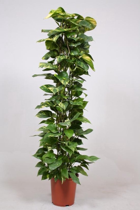 Kamerplant Klimplant Epipremnum aureum zuil Ø pot