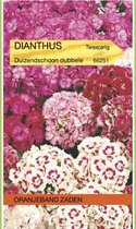 Dianthus, Duizendschoon dubbelbloemig gemengd