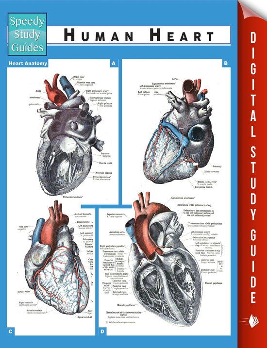 Human Heart (Speedy Study Guides) - cover
