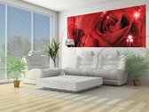 Flower Rose Abstract  Photo Wallcovering