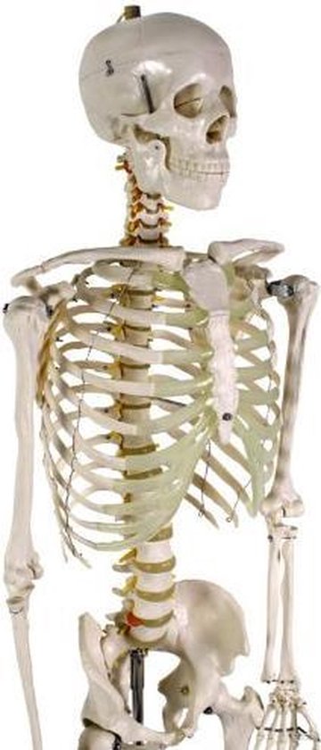 Skeletdecoraties voor buiten, skelet op ware grootte met beweegbare gewrichten, decoratie voor