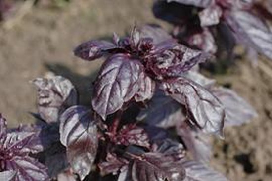 Basilicum rode zaden - Dieprode basilicum voor kleur en smaak in Italiaanse gerechten