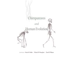 Chimpanzees and Human Evolution