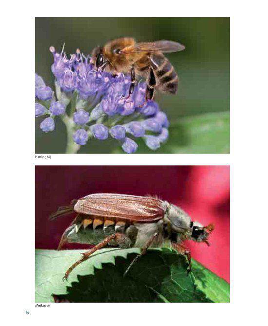 Boven: honingbij op paarse bloem. Onder: meikever op groen blad.