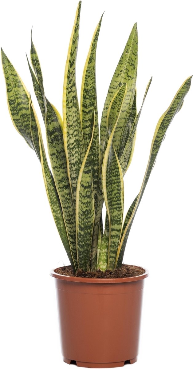 Sansevieria laurentii 70cm