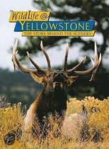 Wildlife   Yellowstone