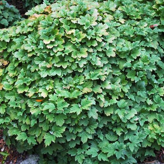 Bol Com Viburnum Opulus Nanum Gelderse Roos 25 30 Cm Pot