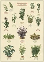 Poster Kruiden - Cavallini & Co - Schoolplaat Herbs
